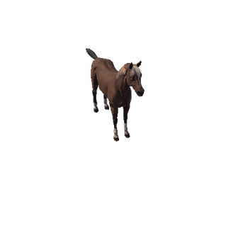 Horse_Arab (2)LP